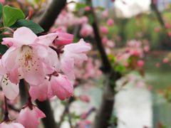 -新虹桥中心花园