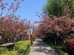 -高东镇樱花园