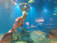 -涛·海底餐厅·美人鱼·自助餐·海底隧道(三亚海棠湾洲际度假酒店)