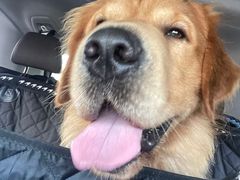 -趣玩宠物乐园寄养训犬训狗游泳池
