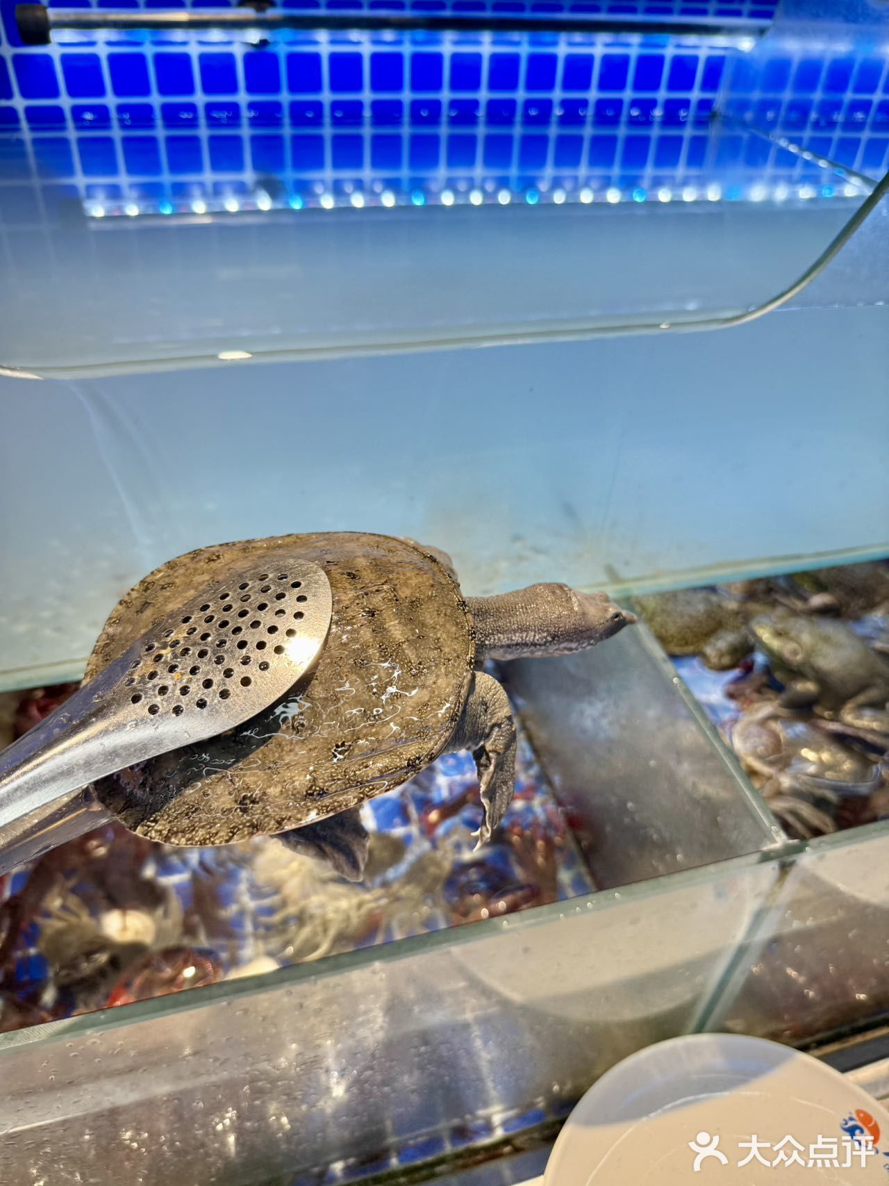 如何几十块吃垮毛肚海鲜自助餐厅㊙️