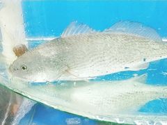 -海之味海鲜大咖·家常菜