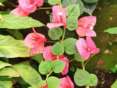 -国家植物园南园