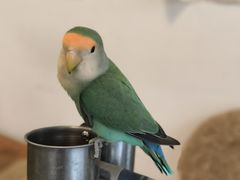 -吉丁鸟咖·异宠·寄养