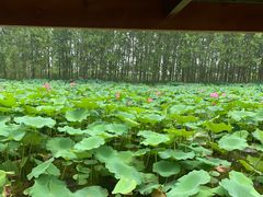 -微山湖红荷湿地景区