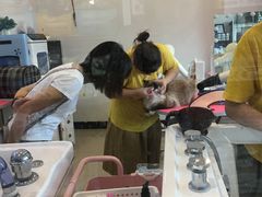 -70cat德文卷毛猫·缅因猫纯种猫舍