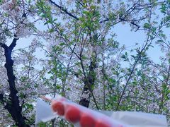 -东湖磨山景区
