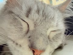 -翊宠yipet猫狗购宠庄园犬舍•猫舍