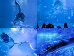 -烟台海昌鲸鲨海洋公园