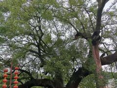 -新安江山水画廊风景区