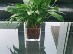 -河北盛世之星奔驰4S店(赵佗公园店)