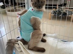 -北京观赏动物医院·24小时大型综合·猫专科·异宠专科