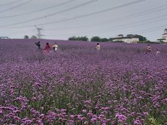 -紫颐香薰山谷景区