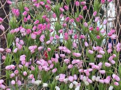 -沈阳植物园