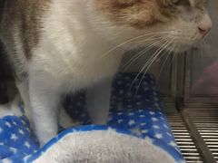 -爱侣宠医·鹦鹉专科·小型哺乳类·异宠专科(灵石路店)