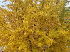 -辽宁大学(崇山校区)