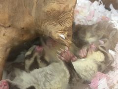 -龟与熊猫宠物公园(南坪店)