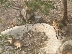 -泉州海丝野生动物世界