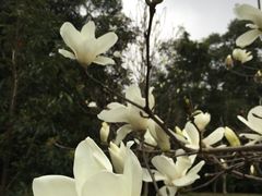 -广州市流溪河国家森林公园