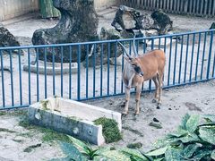 -成都动物园