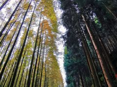 -山王坪喀斯特国家生态公园