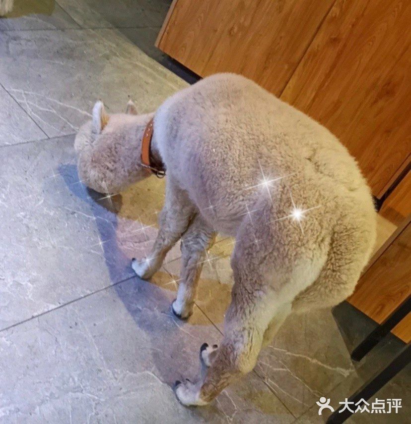 夏日推荐超级好看的萌宠馆｜PoiPoi