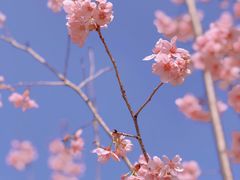 -顾村公园