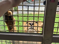 -贵州森林野生动物园