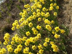 -瑶湖郊野森林公园