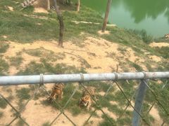 -西霞口神雕山野生动物世界