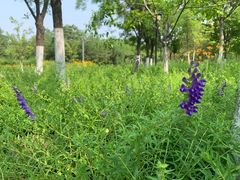 -永定河休闲森林公园