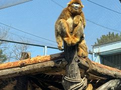 -大连森林动物园