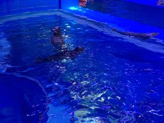 -上海海昌海洋公园-冰山北极馆