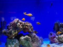 -上海海洋水族馆