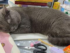 -奈斯宠物医院·核磁CT·异宠专科·内镜(中南店)