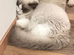 -袖虎·猫馆(体育西路店)