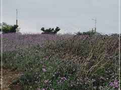 -西京湾花海