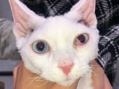 -喜多萌中农锦绣动物医院24H·猫科·牙科MRI·CT