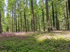 -黄海国家森林公园