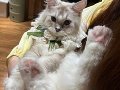 -MOCHA明星猫咖(田子坊店)