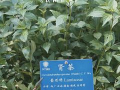 -中国科学院西双版纳热带植物园