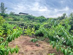-桃源山庄·水蜜桃采摘·柴火鸡·烧烤团建(龙泉山店)