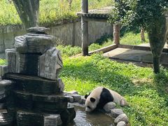 -中国大熊猫保护研究中心雅安碧峰峡基地