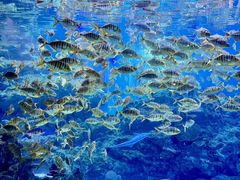 -海合安成都极地海洋公园