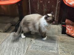 -猫咪博物馆(顶澳仔猫街店)