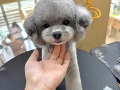 -南京宠物基地·宠物狗宠物猫售卖(南京店)