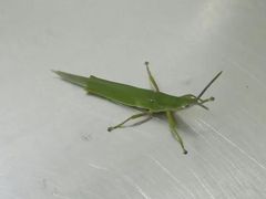 -枫林花海