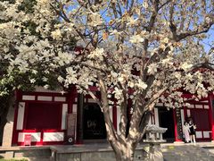 -大慈恩寺(大雁塔)