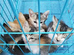 -宠颐生猫科·内科皮肤科(西平世纪城店)