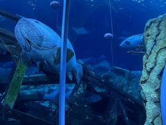 -珠海长隆海洋王国